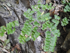 Adiantum amplum