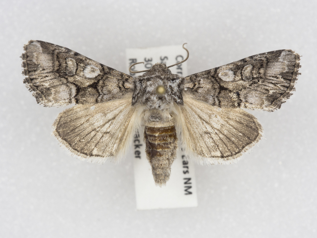 Capsule Moth