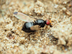 Pseudoseioptera albipes