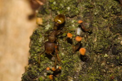 Nesomyrmex