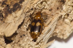 Lebiinae
