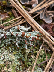 Cladonia cariosa
