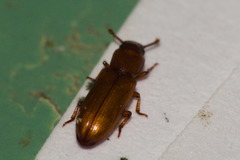 Coleoptera