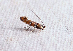 Chrysaster ostensackenella