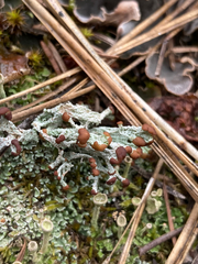 Cladonia cariosa