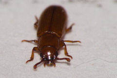 Coleoptera