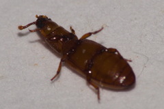 Coleoptera