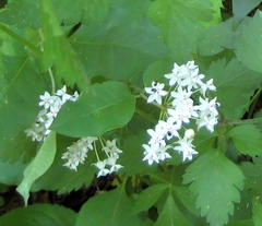 Asclepias quadrifolia