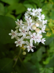 Asclepias quadrifolia