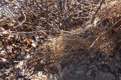 Microstegium vimineum