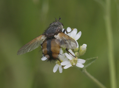 Eudoromyia