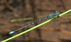 Enallagma exsulans