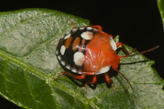 Chinavia erythrocnemis