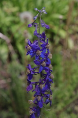 Delphinium sutherlandii