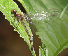 Macrothemis inequiunguis