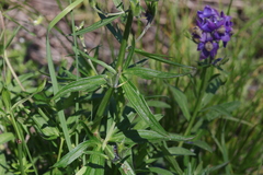 Delphinium sutherlandii