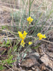 Physaria douglasii