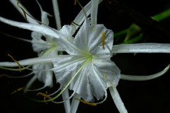Hymenocallis crassifolia