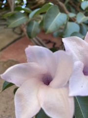 Cryptostegia