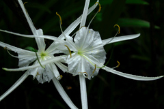 Hymenocallis crassifolia