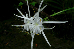 Hymenocallis crassifolia