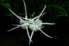 Hymenocallis crassifolia