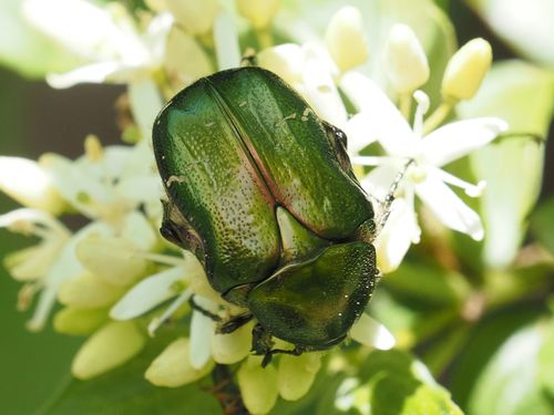 Green rose chafer