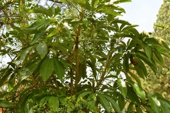 Oreopanax langlassei