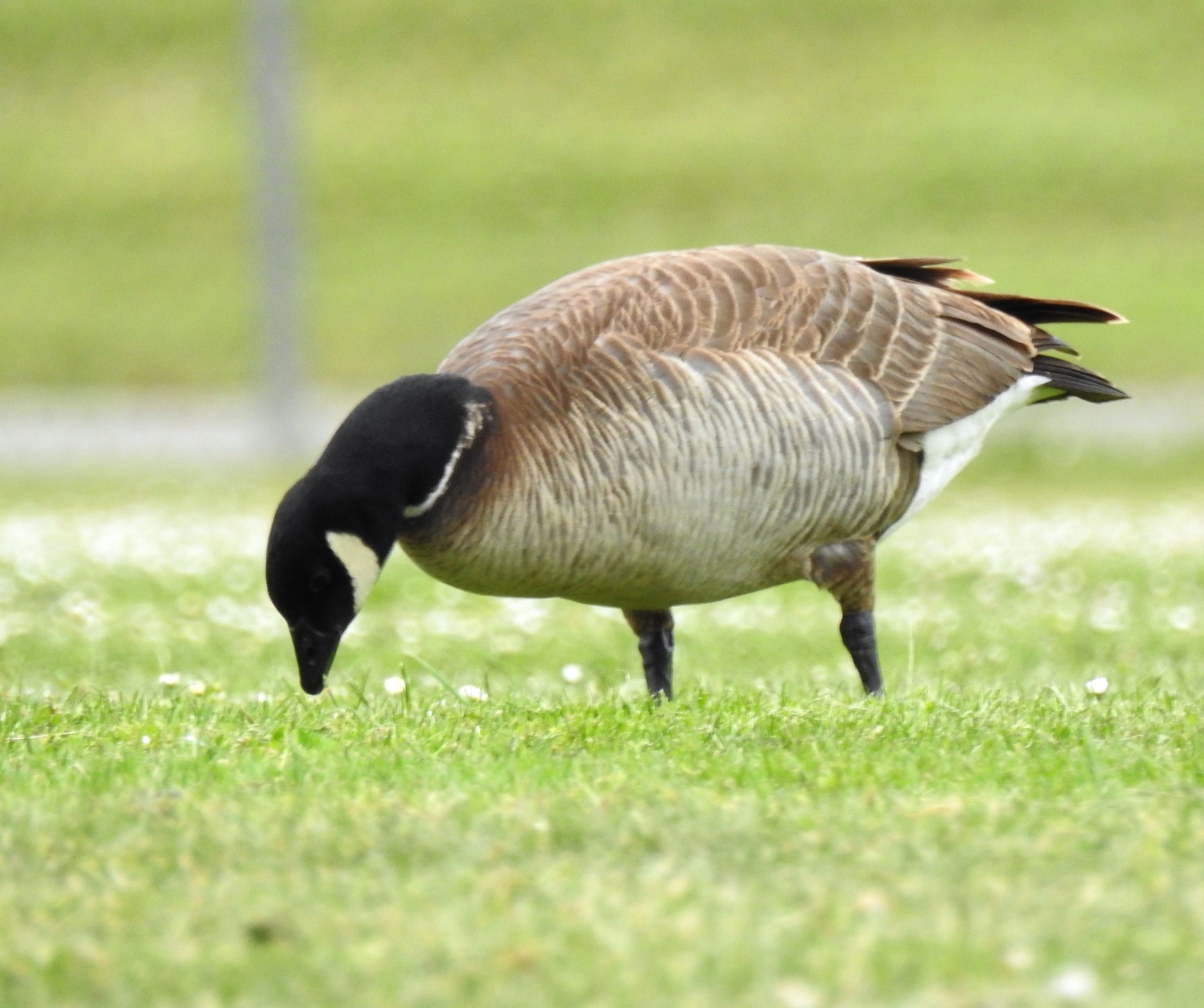 Cackling Goose (Branta hutchinsii)