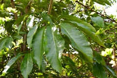 Oreopanax langlassei