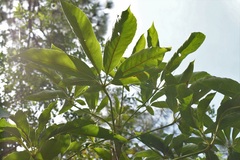 Oreopanax langlassei