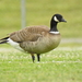 Aleutian Cackling Goose - Photo (c) Rudyard, some rights reserved (CC BY), uploaded by Rudyard