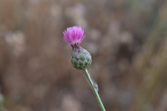 Mantisalca salmantica