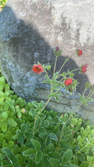 Potentilla thurberi