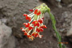 Glumicalyx goseloides