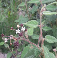 Commersonia dasyphylla