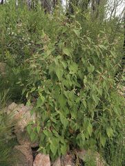 Commersonia dasyphylla