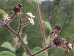 Commersonia dasyphylla