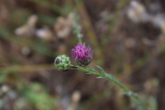 Mantisalca salmantica