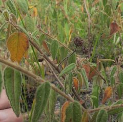 Commersonia dasyphylla
