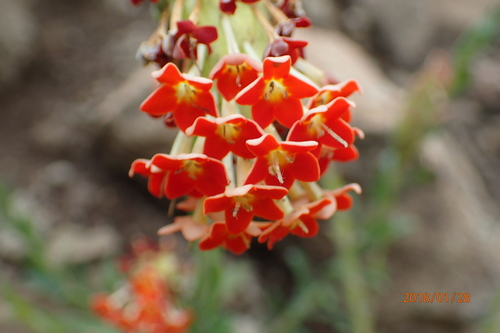 Image of Gooseneck Drumsticks (Glumicalyx goseloides) by no rights reserved