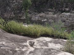 Commersonia dasyphylla