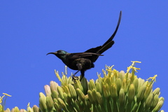 Nectarinia kilimensis