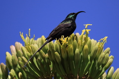 Nectarinia kilimensis