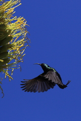 Nectarinia kilimensis