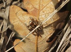 Habronattus clypeatus