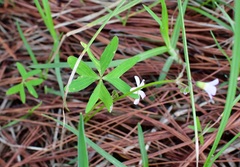 Oxalis tetraphylla