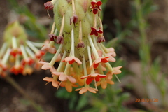 Glumicalyx goseloides