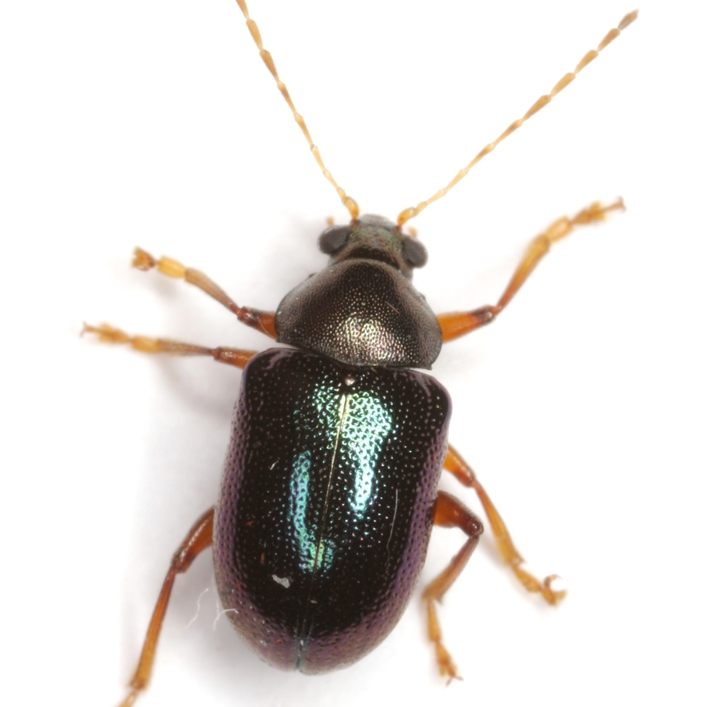 Colaspis arizonensis