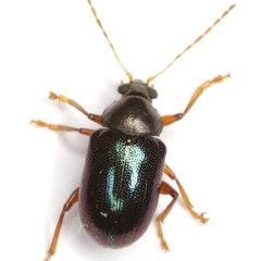 Colaspis arizonensis